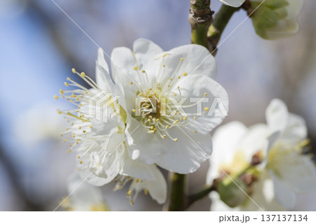 白い梅の花 白い梅の花 137137134
