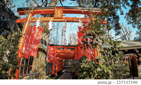 東京、下神明天祖神社 稲荷社の赤い鳥居と奉納旗 137137240