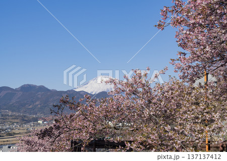 河津桜の花と富士山 河津桜の花と富士山 137137412