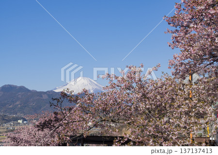 河津桜の花と富士山 河津桜の花と富士山 137137413