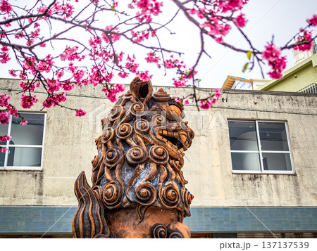 シーサーと八重桜 137137539