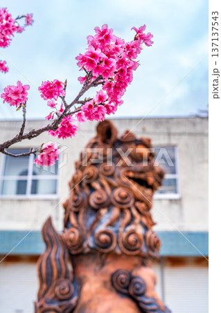 シーサーと八重桜 137137543