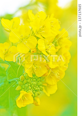 家の周りの草花　四季の色々　早春の公園の花畑に光りに輝く黄色い菜の花が咲き乱れていなす 137137685