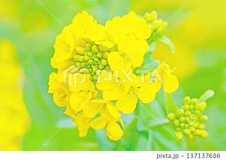 家の周りの草花 四季の色々 早春の公園の花畑に光りに輝く黄色い菜の花が咲き乱れていなす 家の周りの草花 四季の色々 早春の公園の花畑に光りに輝く黄色い菜の花が咲き乱れていなす 137137686