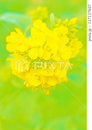 家の周りの草花　四季の色々　早春の公園の花畑に光りに輝く黄色い菜の花が咲き乱れていなす 137137687