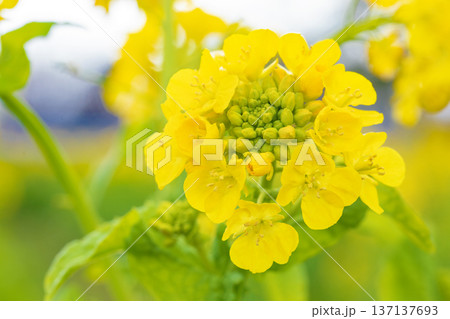 家の周りの草花 四季の色々 早春の公園の花畑に光りに輝く黄色い菜の花が咲き乱れていなす 家の周りの草花 四季の色々 早春の公園の花畑に光りに輝く黄色い菜の花が咲き乱れていなす 137137693