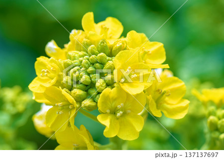 家の周りの草花　四季の色々　早春の公園の花畑に光りに輝く黄色い菜の花が咲き乱れていなす 137137697