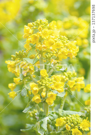 家の周りの草花 四季の色々 早春の公園の花畑に光りに輝く黄色い菜の花が咲き乱れていなす 家の周りの草花 四季の色々 早春の公園の花畑に光りに輝く黄色い菜の花が咲き乱れていなす 137137698
