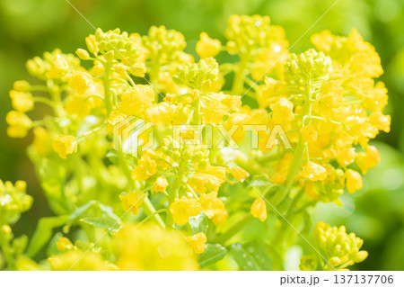 家の周りの草花 四季の色々 早春の公園の花畑に光りに輝く黄色い菜の花が咲き乱れていなす 家の周りの草花 四季の色々 早春の公園の花畑に光りに輝く黄色い菜の花が咲き乱れていなす 137137706