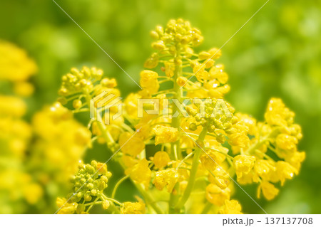 家の周りの草花　四季の色々　早春の公園の花畑に光りに輝く黄色い菜の花が咲き乱れていなす 137137708