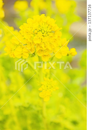 家の周りの草花　四季の色々　早春の公園の花畑に光りに輝く黄色い菜の花が咲き乱れていなす 137137716