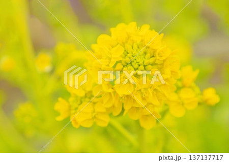 家の周りの草花　四季の色々　早春の公園の花畑に光りに輝く黄色い菜の花が咲き乱れていなす 137137717