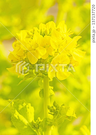 家の周りの草花　四季の色々　早春の公園の花畑に光りに輝く黄色い菜の花が咲き乱れていなす 137137720