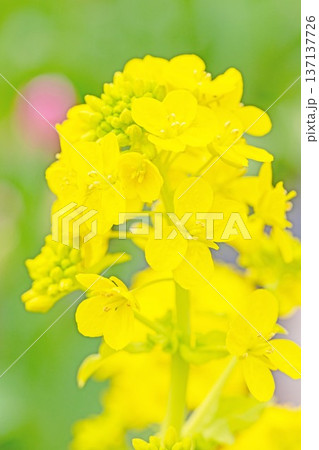 家の周りの草花　四季の色々　早春の公園の花畑に光りに輝く黄色い菜の花が咲き乱れていなす 137137726