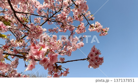 満開の河津桜のある庭園と青い空、サクラサク、みなみ風、寒さも今日まで春一番 満開の河津桜のある庭園と青い空、サクラサク、みなみ風、寒さも今日まで春一番 137137851