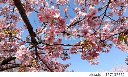 満開の河津桜のある庭園と青い空、サクラサク、みなみ風、寒さも今日まで春一番 満開の河津桜のある庭園と青い空、サクラサク、みなみ風、寒さも今日まで春一番 137137852