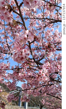 満開の河津桜のある庭園と青い空、サクラサク、みなみ風、寒さも今日まで春一番 満開の河津桜のある庭園と青い空、サクラサク、みなみ風、寒さも今日まで春一番 137137854