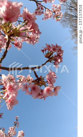 満開の河津桜のある庭園と青い空、サクラサク、みなみ風、寒さも今日まで春一番 満開の河津桜のある庭園と青い空、サクラサク、みなみ風、寒さも今日まで春一番 137137858