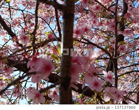満開の河津桜のある庭園と青い空、サクラサク、みなみ風、寒さも今日まで春一番 137137860