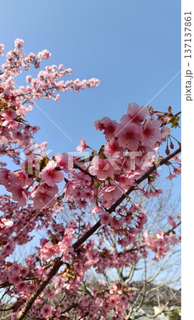 満開の河津桜のある庭園と青い空、サクラサク、みなみ風、寒さも今日まで春一番 満開の河津桜のある庭園と青い空、サクラサク、みなみ風、寒さも今日まで春一番 137137861