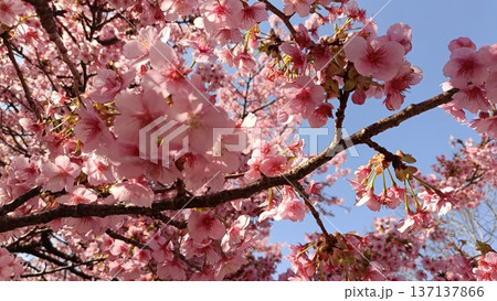 満開の河津桜のある庭園と青い空、サクラサク、みなみ風、寒さも今日まで春一番 137137866