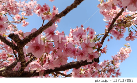 満開の河津桜のある庭園と青い空、サクラサク、みなみ風、寒さも今日まで春一番 満開の河津桜のある庭園と青い空、サクラサク、みなみ風、寒さも今日まで春一番 137137885