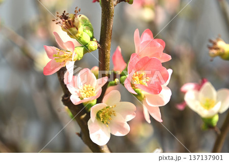 ボケの花 ボケの花 137137901