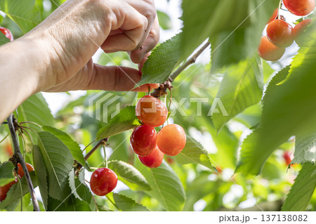 山形県でさくらんぼ狩りを楽しむ 137138082