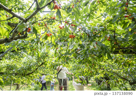 山形県でさくらんぼ狩りを楽しむ 137138090