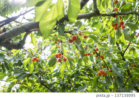 山形県でさくらんぼ狩りを楽しむ 137138095