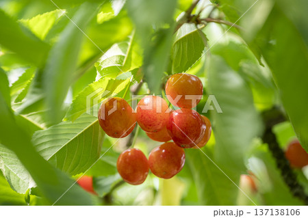 山形県でさくらんぼ狩りを楽しむ 山形県でさくらんぼ狩りを楽しむ 137138106