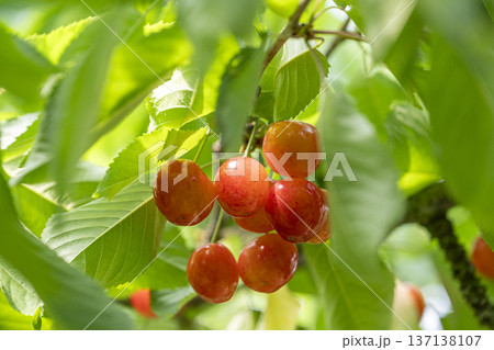 山形県でさくらんぼ狩りを楽しむ 137138107