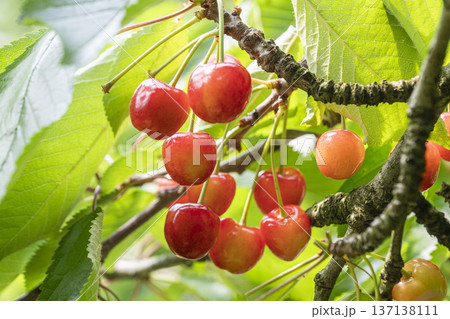 山形県でさくらんぼ狩りを楽しむ 137138111