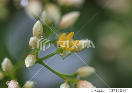 初夏の森に咲くナンテンの花 137138144