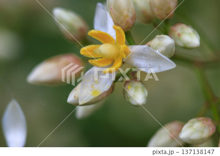 初夏の森に咲くナンテンの花 初夏の森に咲くナンテンの花 137138147