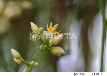 初夏の森に咲くナンテンの花 137138148