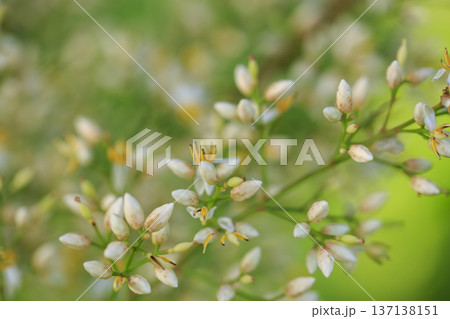 初夏の森に咲くナンテンの花 初夏の森に咲くナンテンの花 137138151