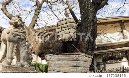 東京、神社の境内に佇む狛犬と菰巻きされた御神木 137138166