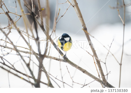 A little tit sits on a tree branch and looks into the frame, against a background of snow A little tit sits on a tree branch and looks into the frame, against a background of snow 137138380