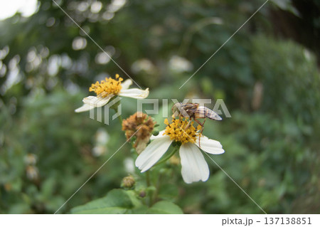 花から蜜を吸うウシアブ1 137138851