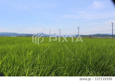 豊岡　六方田んぼ　こうのとり米　稲作 137139390