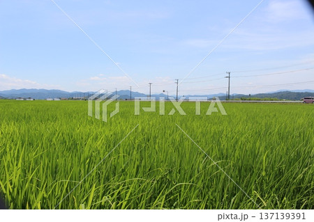 豊岡　六方田んぼ　こうのとり米　稲作 137139391