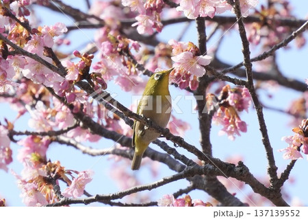 河津桜の蜜を吸うメジロ 137139552