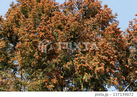 スギ 花粉症 137139872