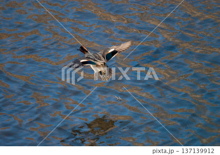 信濃川・やすらぎ堤の小鴨(こがも)の飛翔 信濃川・やすらぎ堤の小鴨(こがも)の飛翔 137139912