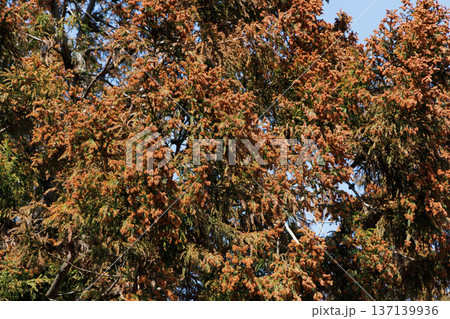 スギ 花粉症 137139936