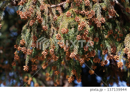 スギ 花粉 137139944