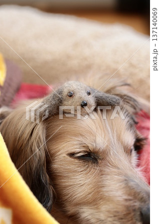 この犬の毛で作ったニードルマスコットを頭に乗せられた眠たそうなミニチュアダックス この犬の毛で作ったニードルマスコットを頭に乗せられた眠たそうなミニチュアダックス 137140069