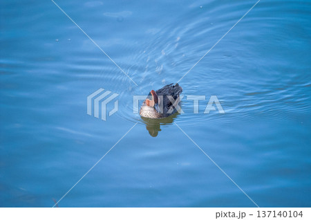 信濃川・やすらぎ堤の小鴨(こがも) 137140104