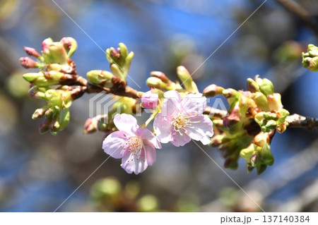 河津桜 137140384